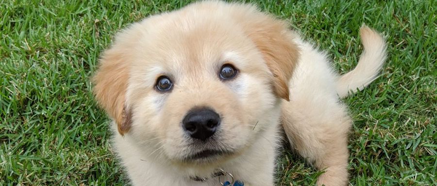 Bennie, a golden puppy, lying in the grass
